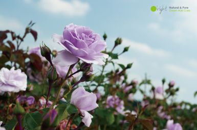Purple-Rose-äth-Öl