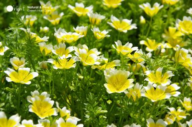 Sumpfblumen-Öl