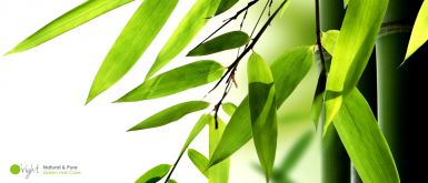 Bambusblätter-Extrakt
